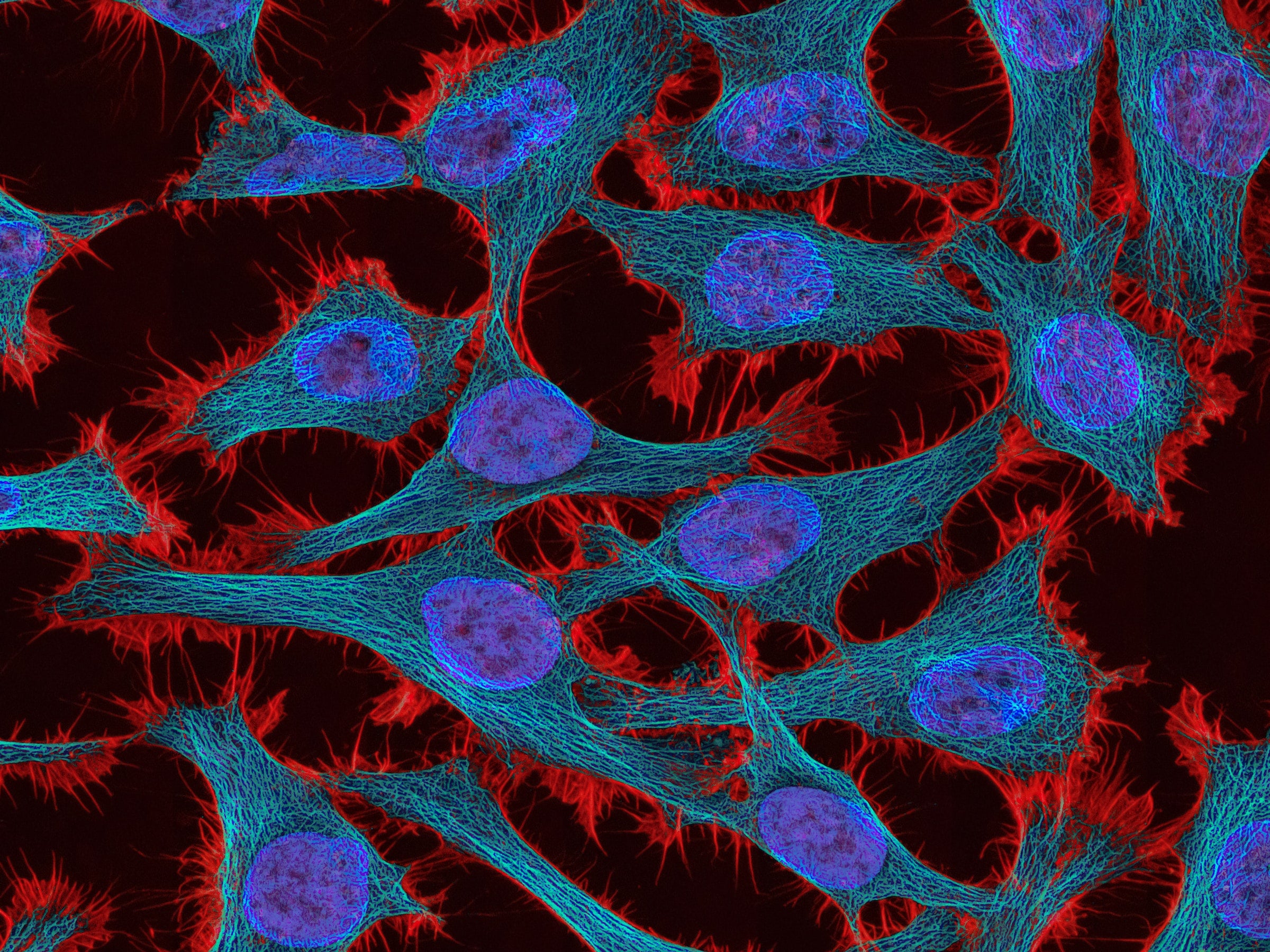 cells under microscope