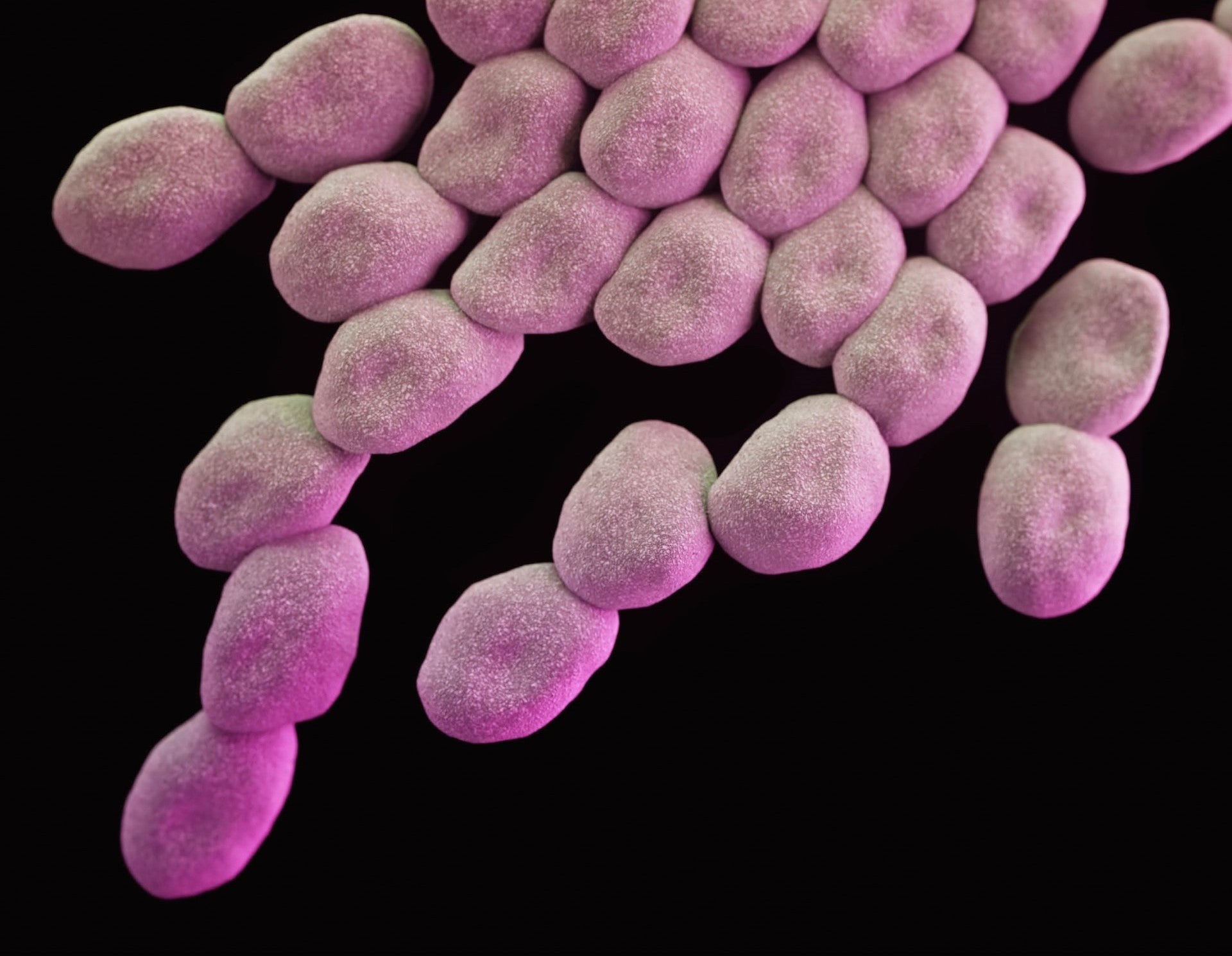pink purple bacteria